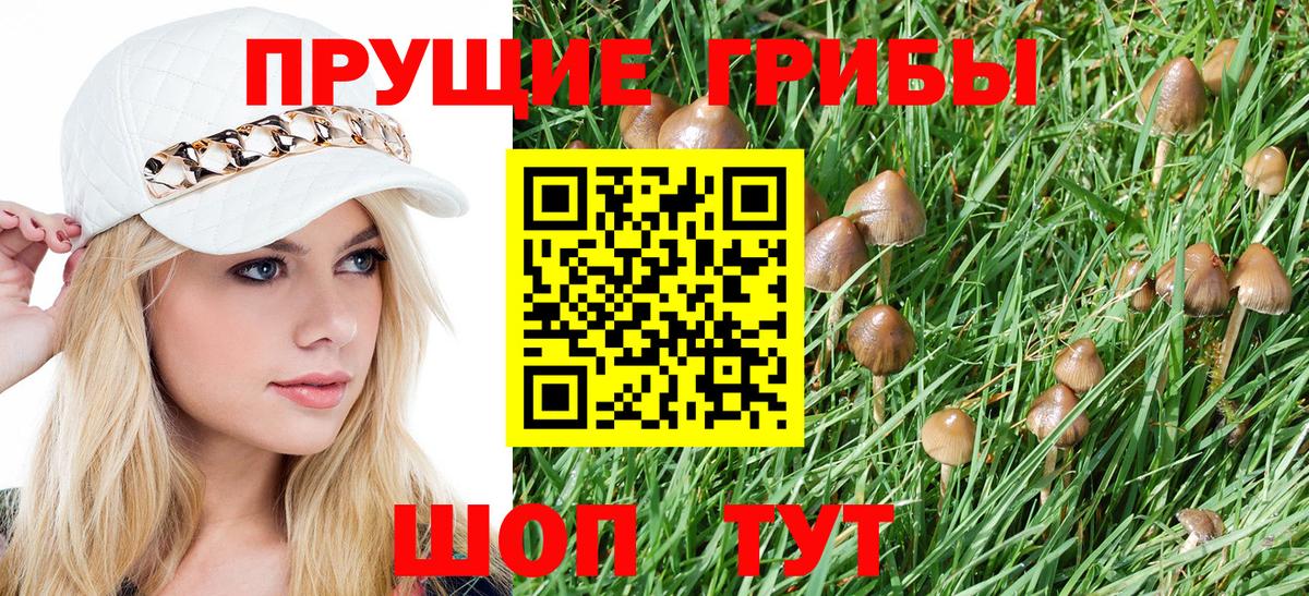 Камень-на-Оби  Псилоцибиновые грибы Psilocybe  Псилоцибиновые грибы GOLDEN TEACHER  Вход с VPN 